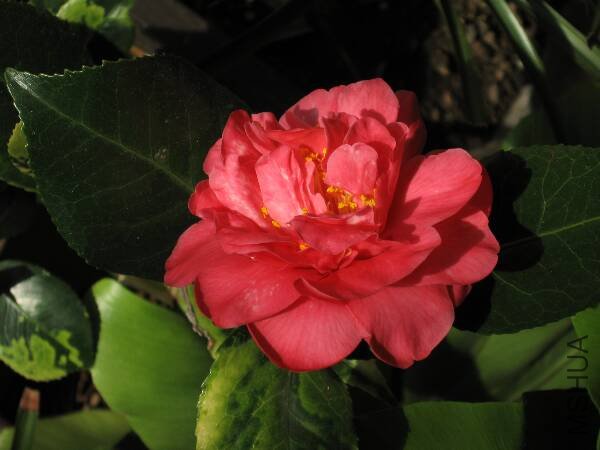 IMG_4365.jpg