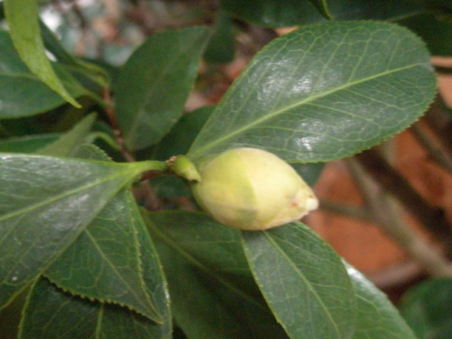 P3050046.jpg