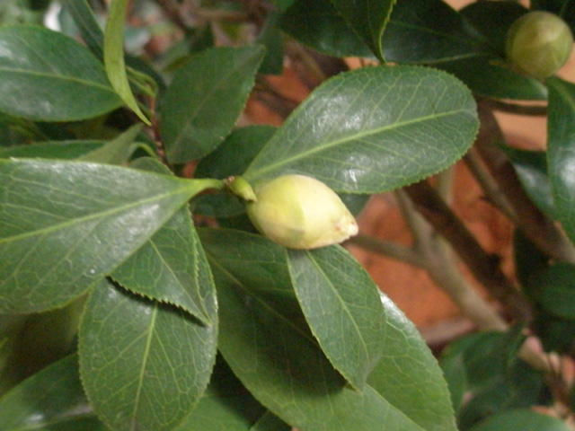P3050047.jpg