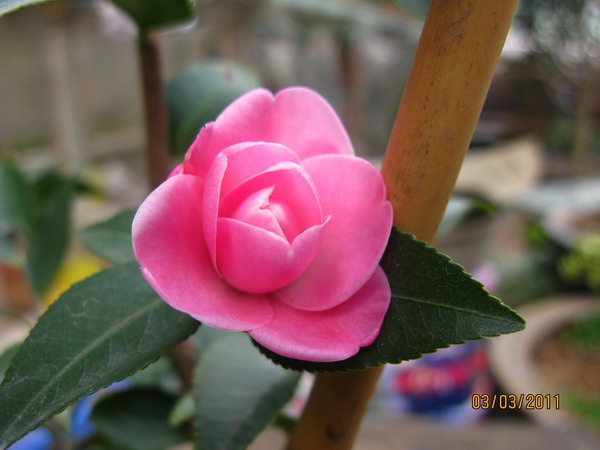 IMG_0068.JPG