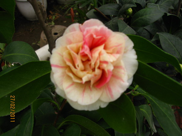 IMG_0051.JPG