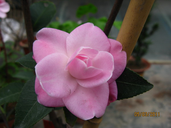 IMG_0075.JPG