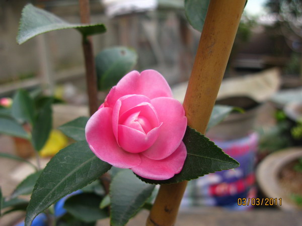 IMG_0067.JPG