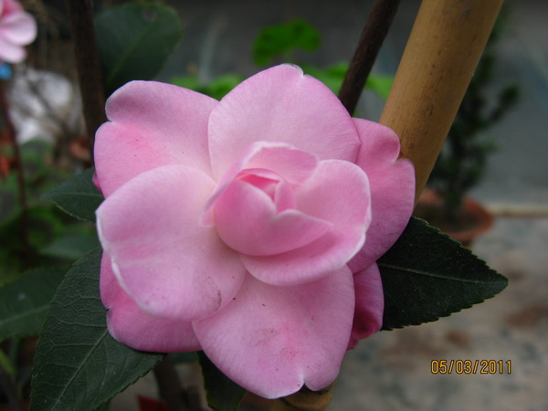 IMG_0074.JPG