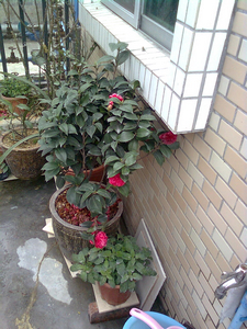 nEO_IMG_ͼ��0628.jpg