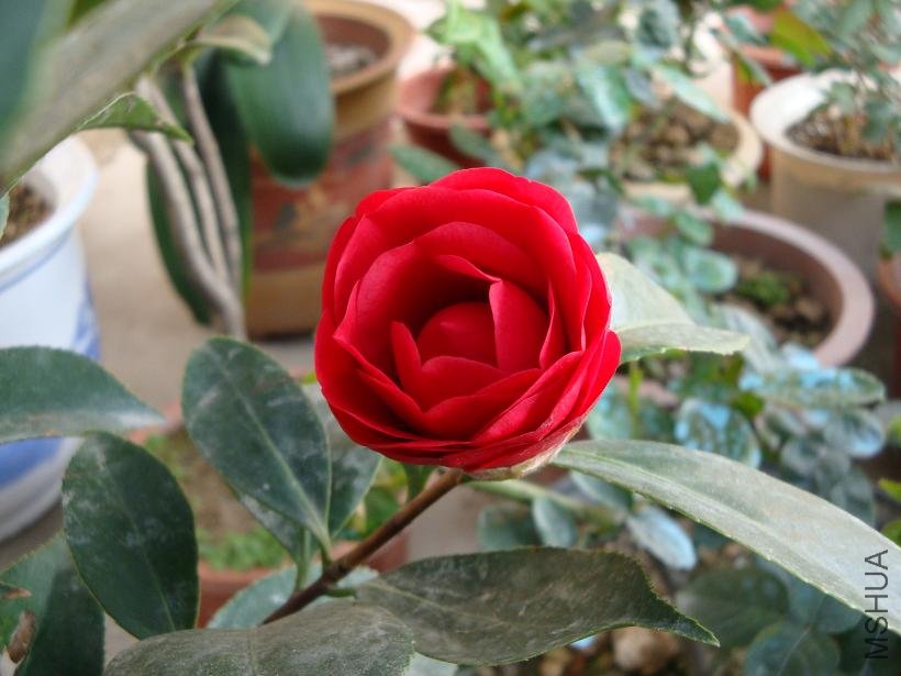 ��˵�еĳ൤,��ĩ�����,��û����