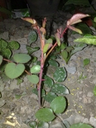 20110303203.jpg