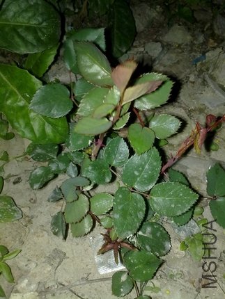 20110303200.jpg