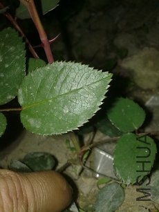 20110303202.jpg