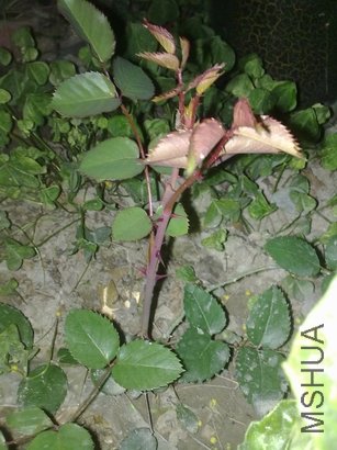 20110303204.jpg
