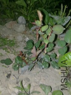 20110303201.jpg