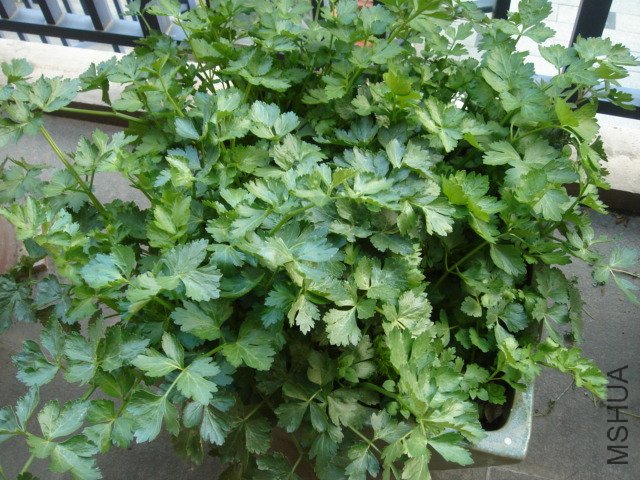 DSC04267.JPG