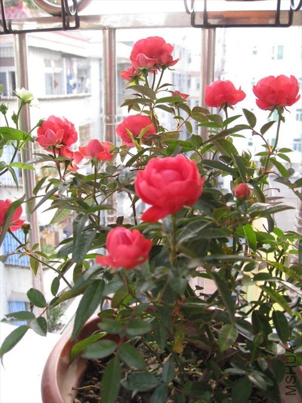 ��Ƭ 061_������С.jpg