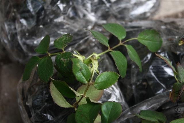 IMG_9749 (Small).JPG