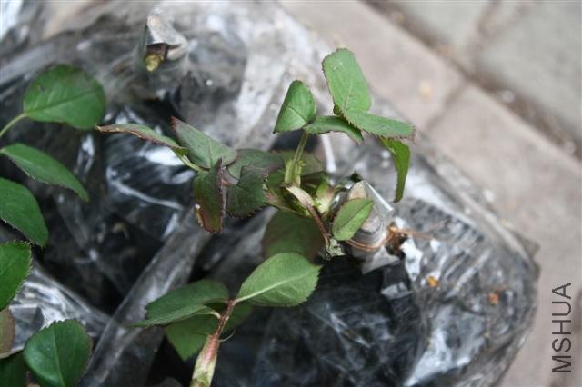 IMG_9748 (Small).JPG