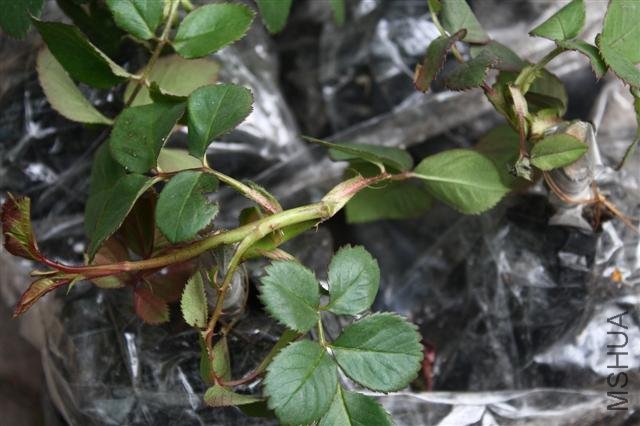 IMG_9747 (Small).JPG