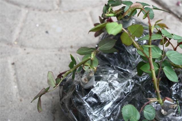 IMG_9750 (Small).JPG