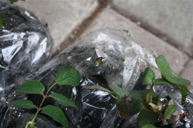 IMG_9746 (Small).JPG