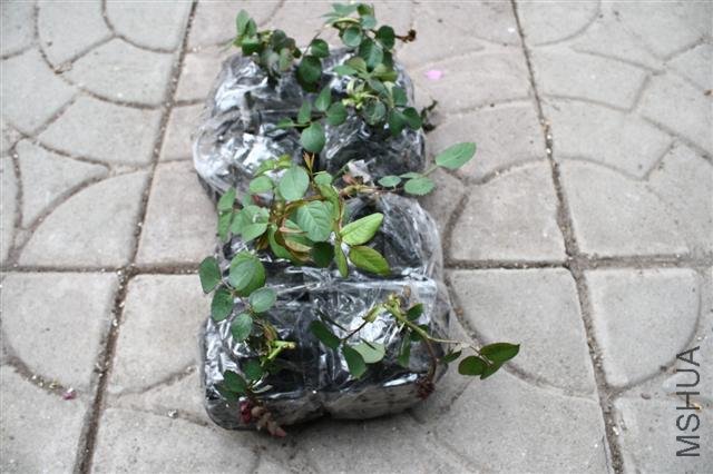 IMG_9744 (Small).JPG