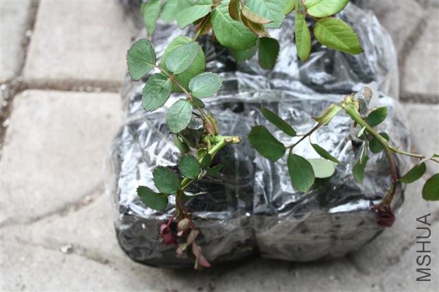 IMG_9751 (Small).JPG