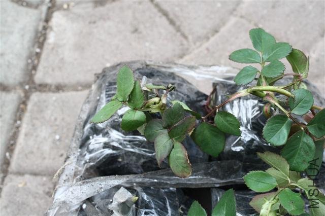 IMG_9752 (Small).JPG