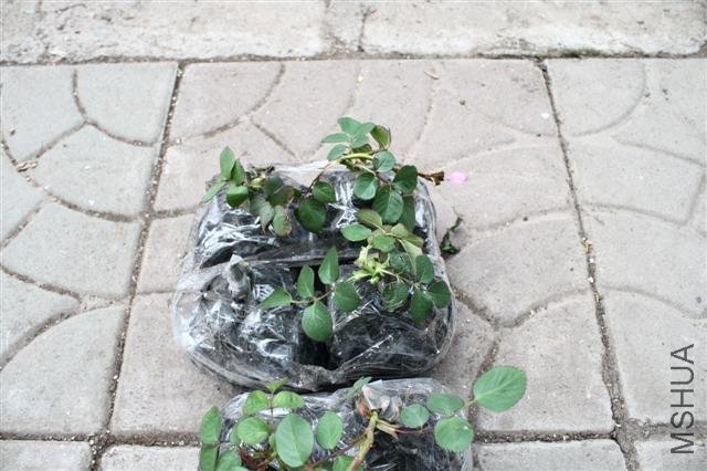 IMG_9745 (Small).JPG