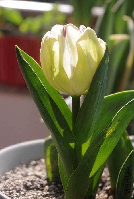 �����ͷ��MINI����Ϊ�������棬ҩ�����