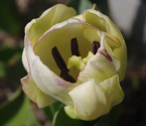 �бߵİ�ɫƷ�֣����ֲ��ǵ���