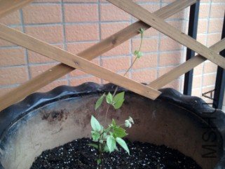 ��Ƭ0516_copy.JPG