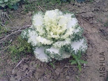 201103062199.jpg
