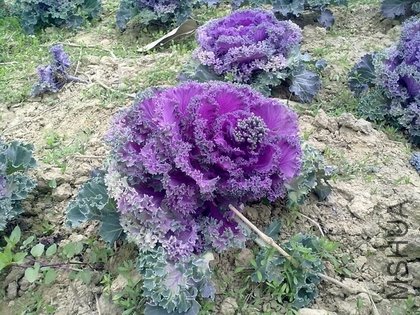 201103062201.jpg