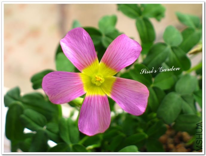 nEO_IMG_110227 015.jpg