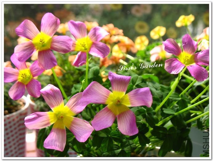 nEO_IMG_110308 015.jpg