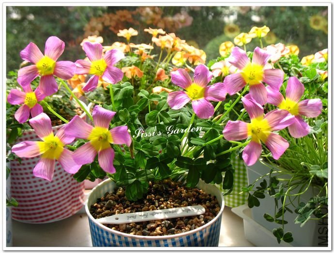 nEO_IMG_110308 018.jpg