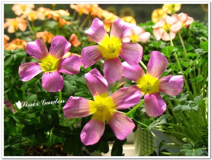 nEO_IMG_110308 016.jpg