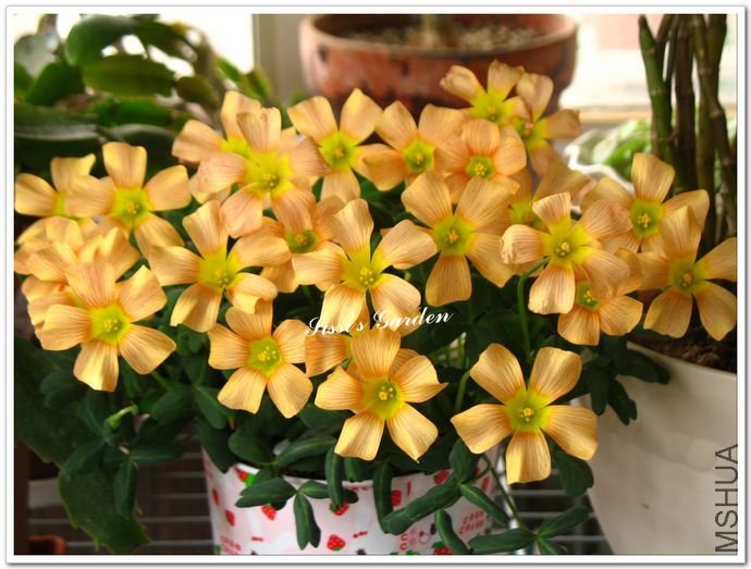 nEO_IMG_110227 052.jpg