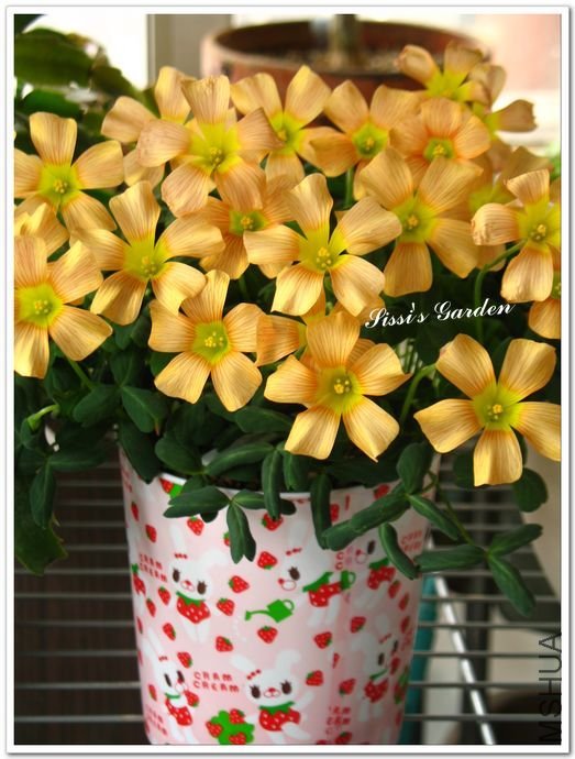 nEO_IMG_110227 054.jpg