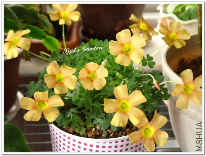 nEO_IMG_110227 045.jpg