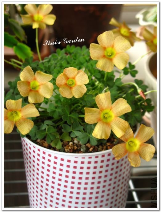 nEO_IMG_110227 044.jpg