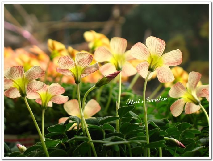 nEO_IMG_110227 079.jpg