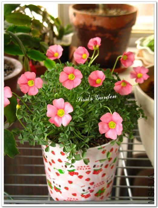 nEO_IMG_110227 072.jpg