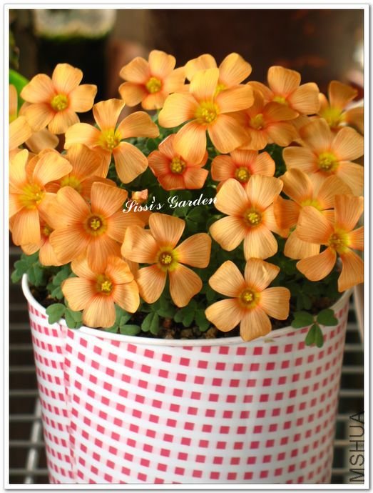 nEO_IMG_110227 083.jpg