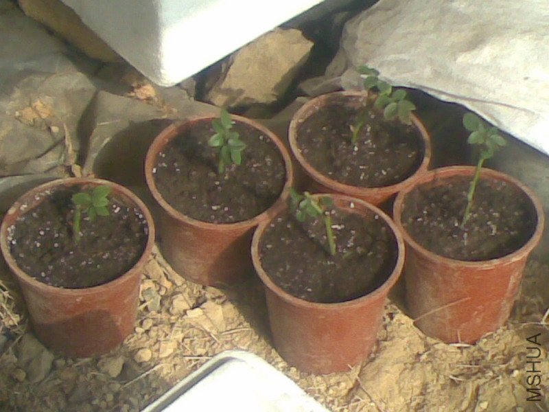 20110211(005).jpg