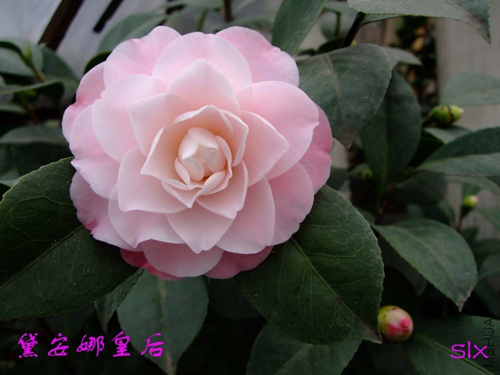 �찲�Ȼʺ�11-3-8f (2).jpg