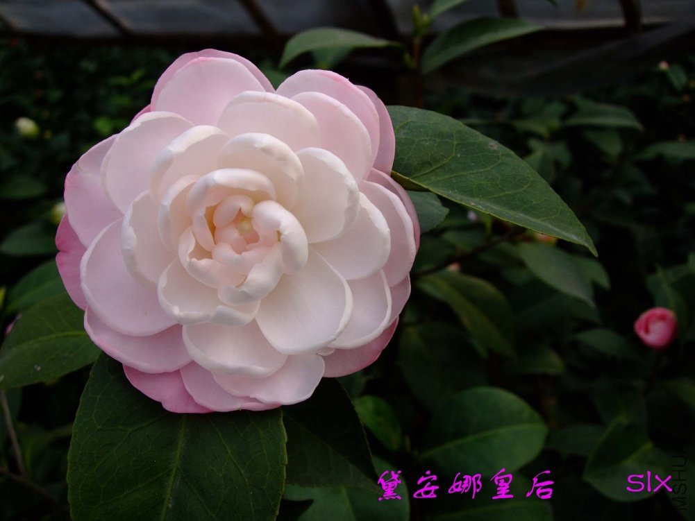 �찲�Ȼʺ�11-3-8f (4).jpg