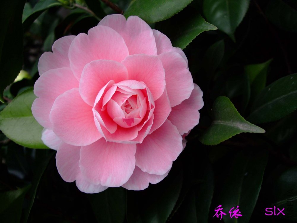 ����11-3-8f (2).jpg