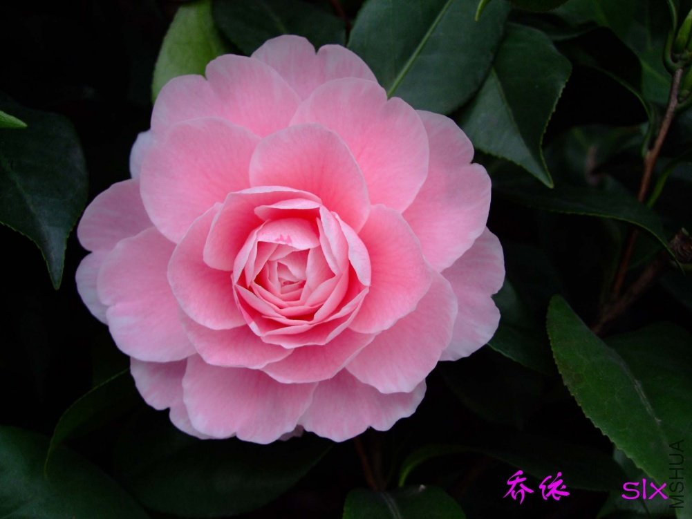 ����11-3-8f (4).jpg