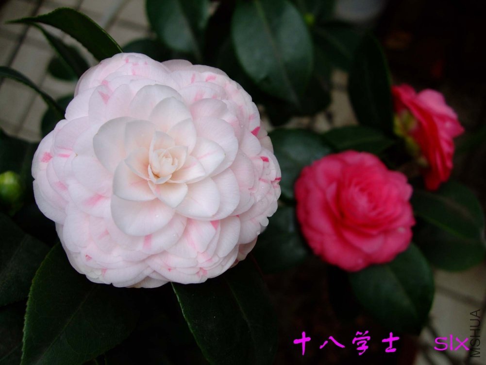 ʮ��ѧʿ 11-3-8f(1).jpg