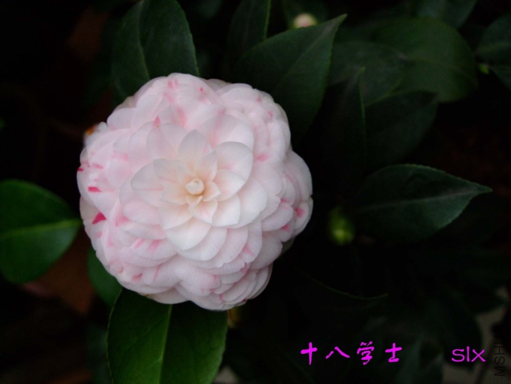 ʮ��ѧʿ 11-3-8f(3).jpg