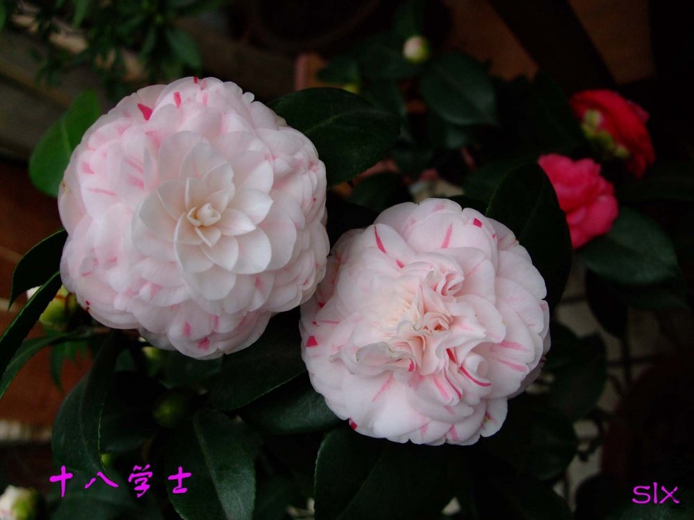 ʮ��ѧʿ 11-3-8f(2).jpg